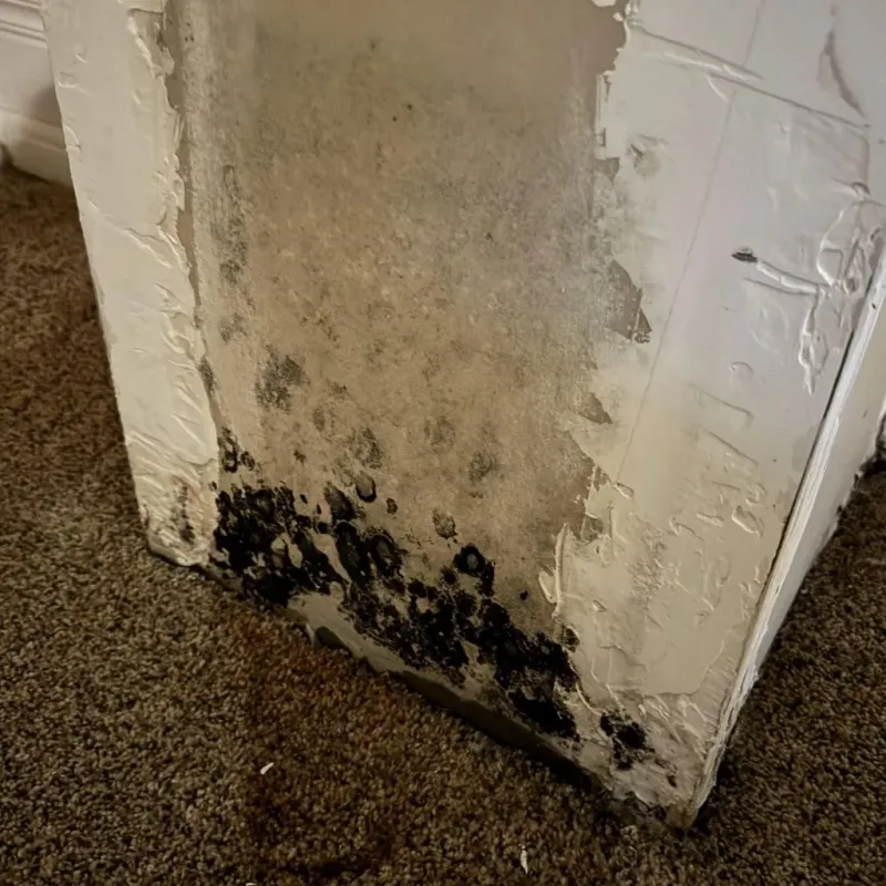 Professional Mold Removal in Senatobia, MS
